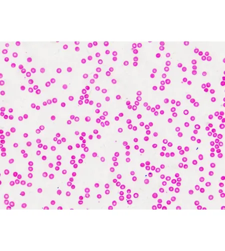 Bresser Prepared Slides: Histology