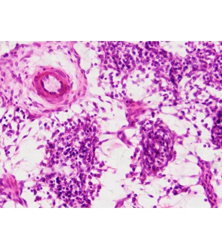 Bresser Prepared Slides: Histology