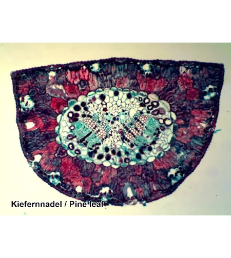 Valmistatud slaidid 50 tk. Kast BRESSER