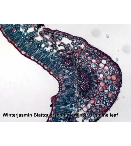 Valmistatud slaidid 50 tk. Kast BRESSER