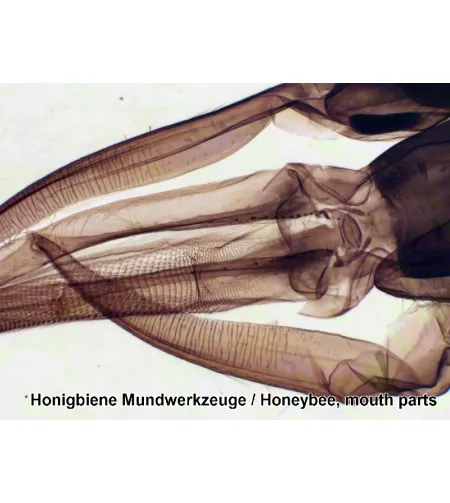 Valmistatud slaidid 50 tk. Kast BRESSER