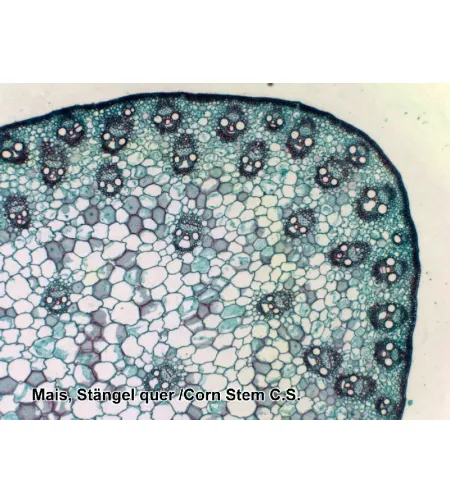 Sagatavoti slaidi 100 gab. Kaste BRESSER