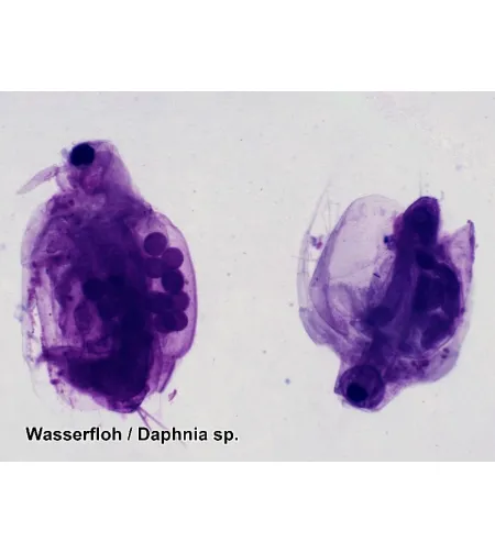 Sagatavoti slaidi 100 gab. Kaste BRESSER