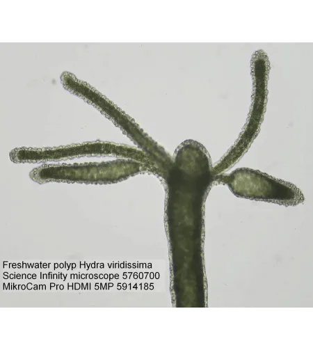 Mikroskops Bresser Science Infinity