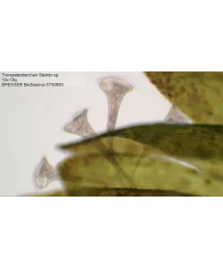 Микроскоп Bresser Bioscience 40-1000X Trinocular