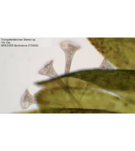 Микроскоп Bresser Bioscience 40-1000X Trinocular