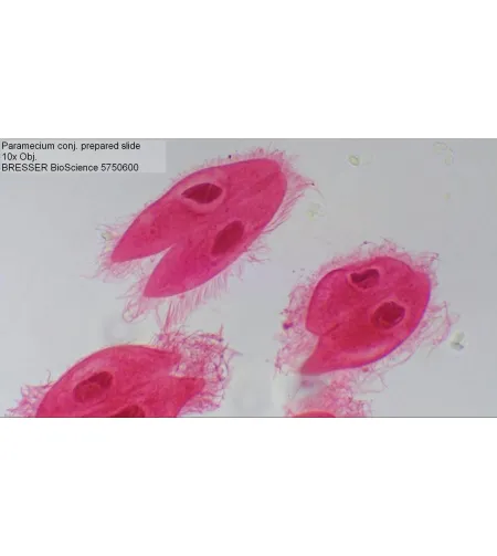 Микроскоп Bresser Bioscience 40-1000X Trinocular