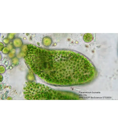 Микроскоп Bresser Bioscience 40-1000X Trinocular