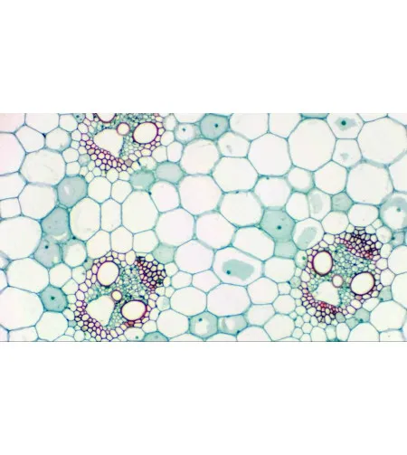 Digitālā okularu kamera Bresser MikrOkular Full HD