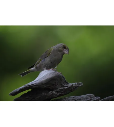 Apochromatic refractor telescope Pro APO AP 72/432 ED OTA Omegon