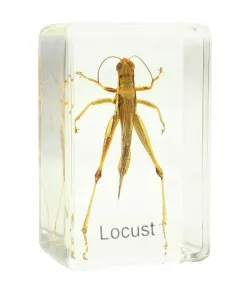 Подготовленная горка - кузнечик Omegon