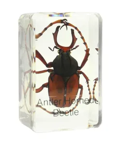 Prepared slide - stag beetle, Omegon