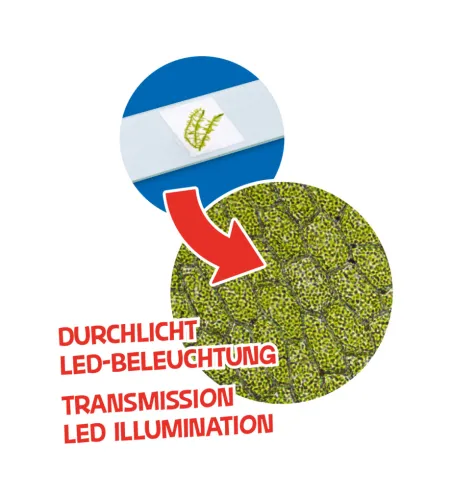 Микроскоп 40x-640x с принадлежностями и жесткой коробкой, BRESSER Junior