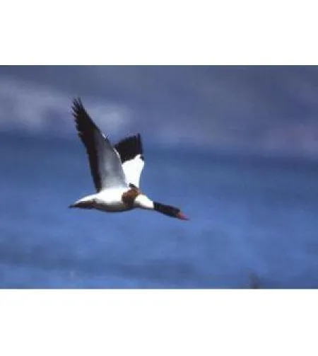 Omegon Blackstar 8x42 Бинокль