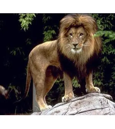 Omegon Blackstar 8x42 Бинокль