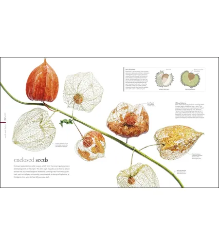 Flora: Inside the Secret World of Plants