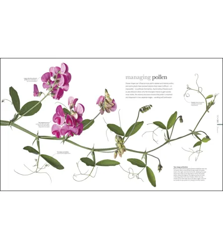 Flora: Inside the Secret World of Plants