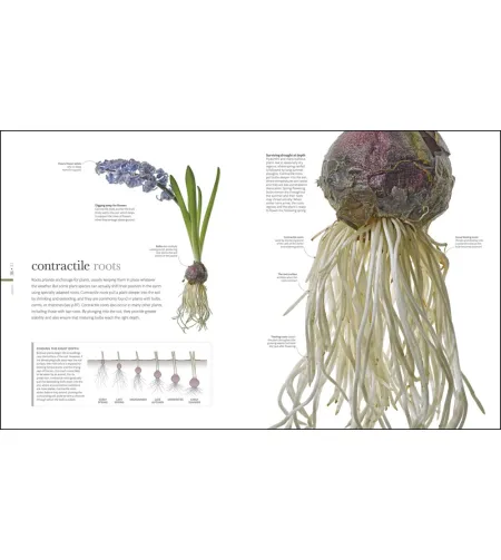 Flora: Inside the Secret World of Plants