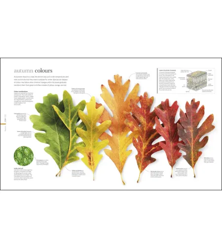 Flora: Inside the Secret World of Plants