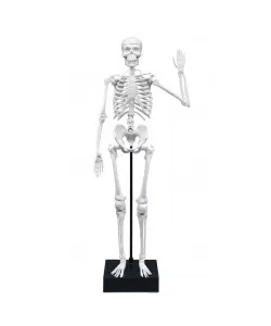 Skeletas 45 cm, Buki