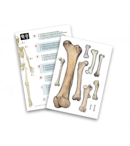 Skeleton 45 cm, Buki