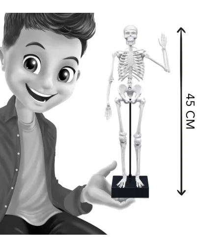 Skeleton 45 cm, Buki