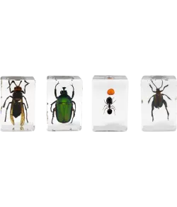 Celestron Microscope sample 3D bug Kit #5
