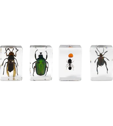 Celestron Microscope sample 3D bug Kit #5