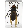 Celestron Microscope sample 3D bug Kit #5