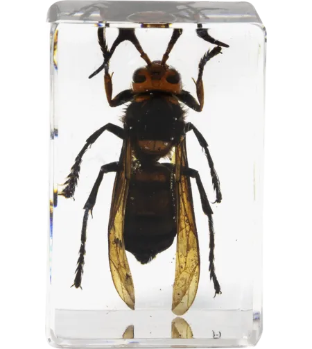 Celestron Microscope sample 3D bug Kit #5