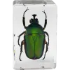 Celestron Microscope sample 3D bug Kit #5
