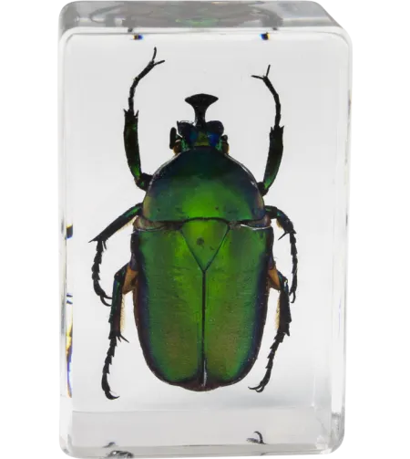 Celestron Microscope sample 3D bug Kit #5