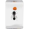 Celestron Microscope sample 3D bug Kit #5