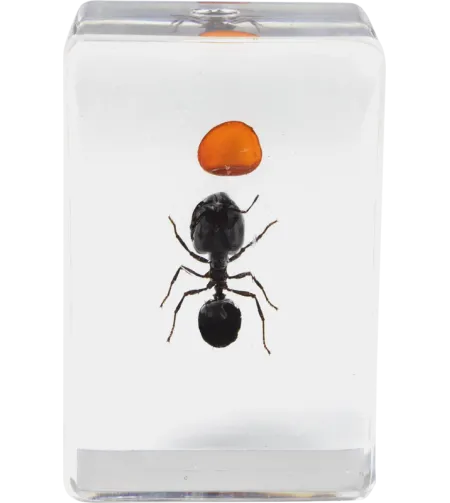 Celestron Microscope sample 3D bug Kit #5