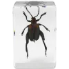 Celestron Microscope sample 3D bug Kit #5