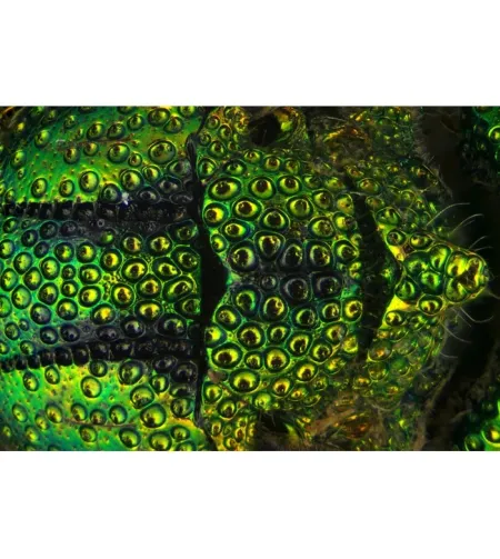 Delta Optical Discovery 90 mikroskops